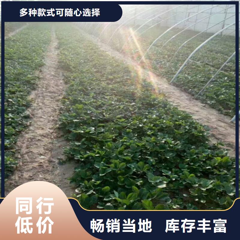 草莓苗大棚草莓苗质检合格出厂