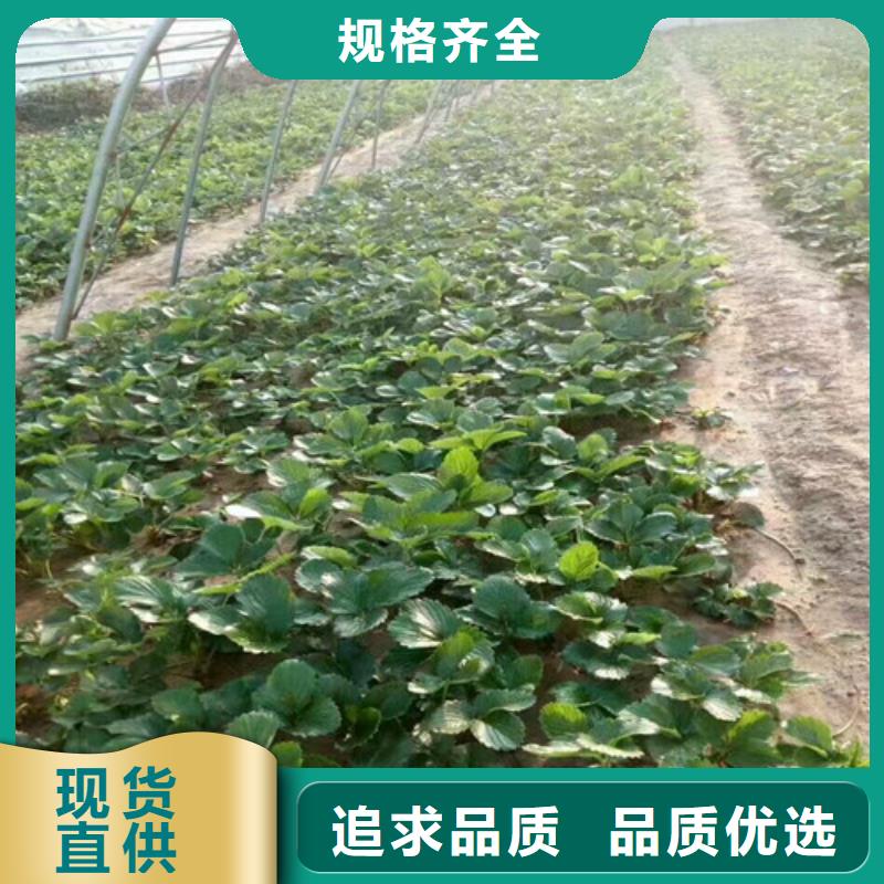 草莓苗桃树苗品质之选