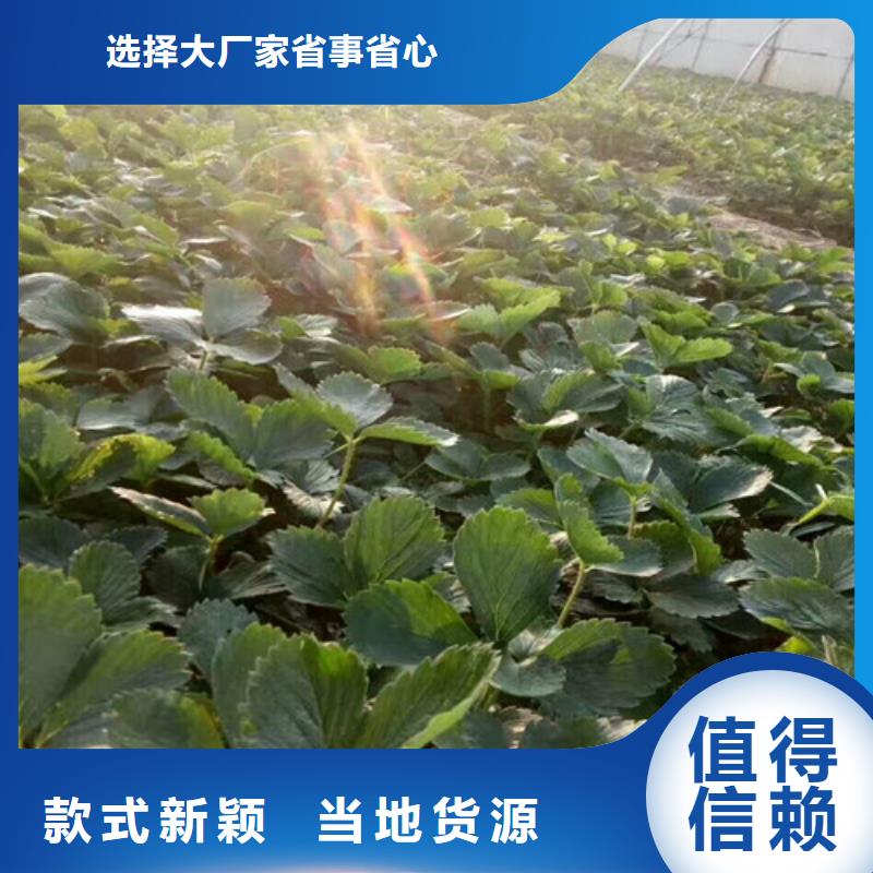 草莓苗桃树苗品质之选