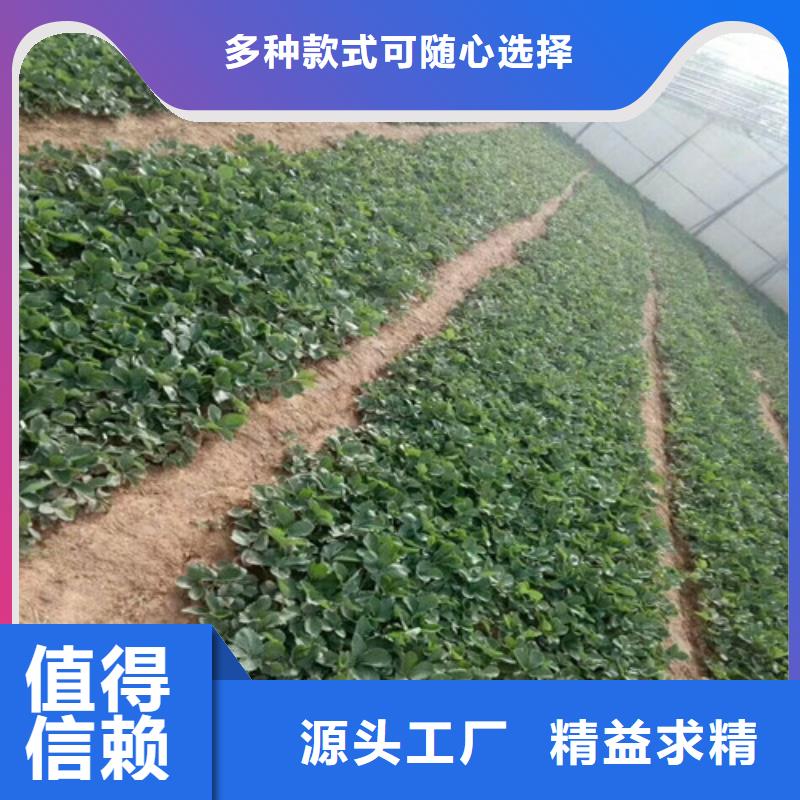 【草莓苗】梨树苗欢迎新老客户垂询