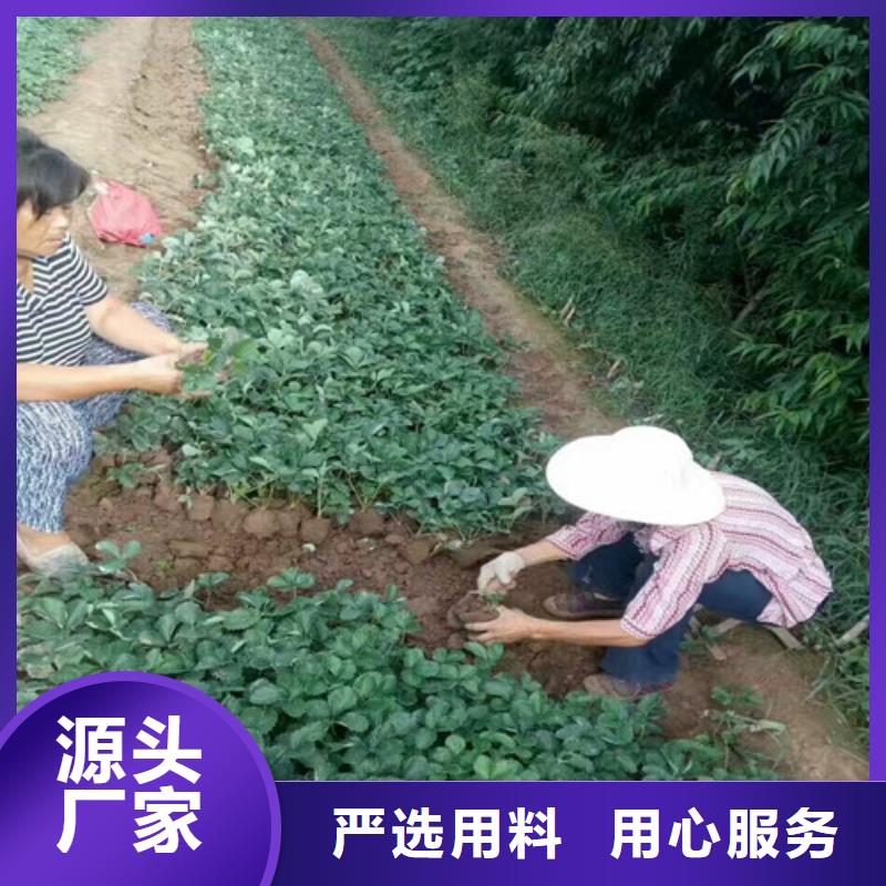 草莓苗果树苗现货齐全售后无忧