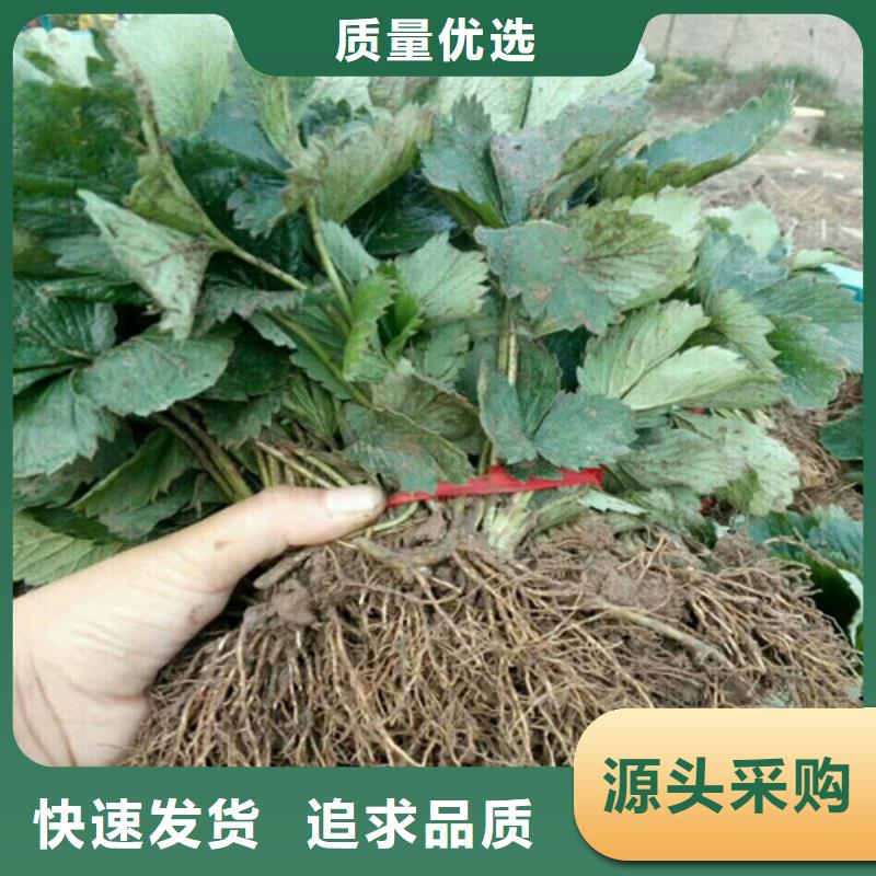 草莓苗葡萄苗基地我们更专业