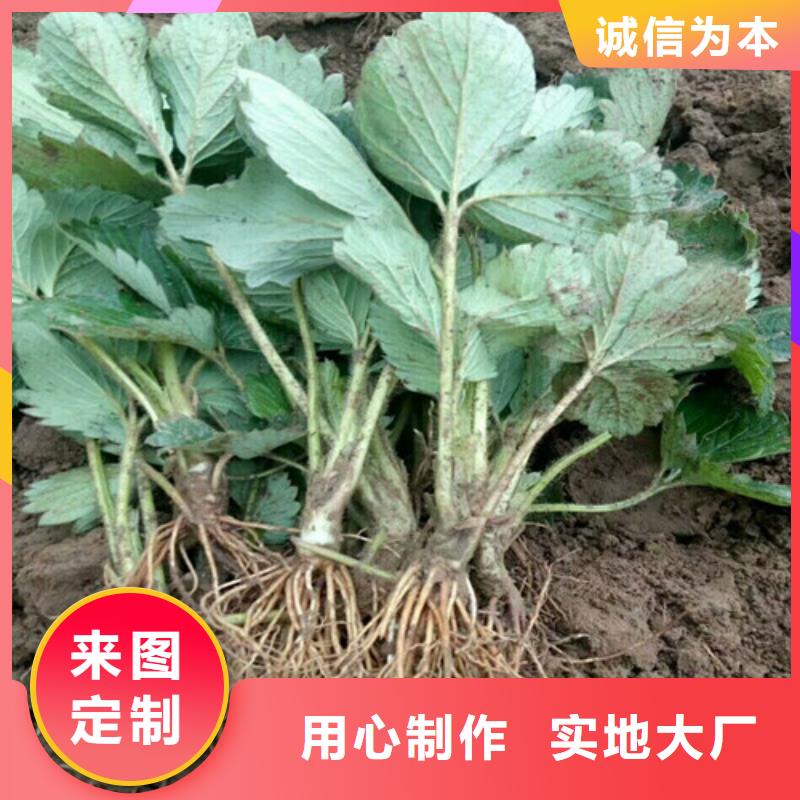 草莓苗青苹果树苗自营品质有保障