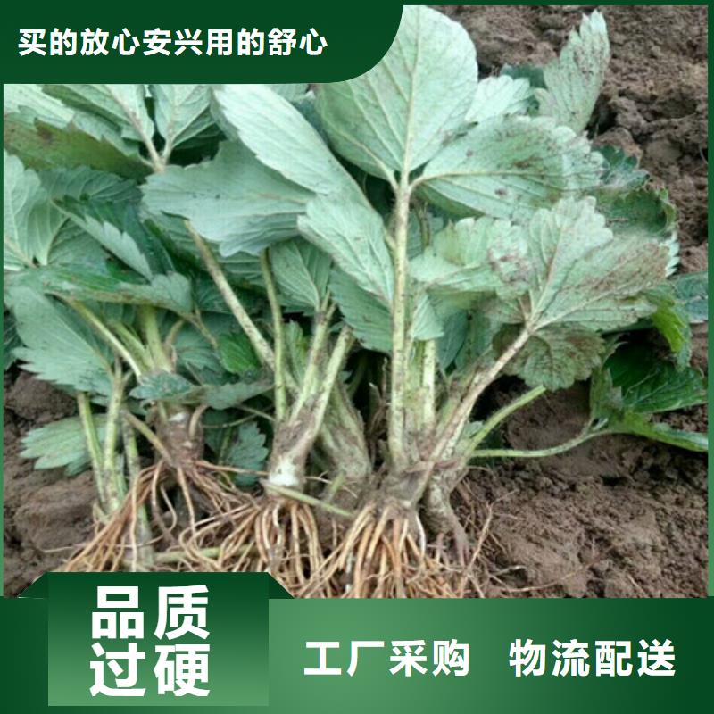 【草莓苗】梨树苗欢迎新老客户垂询