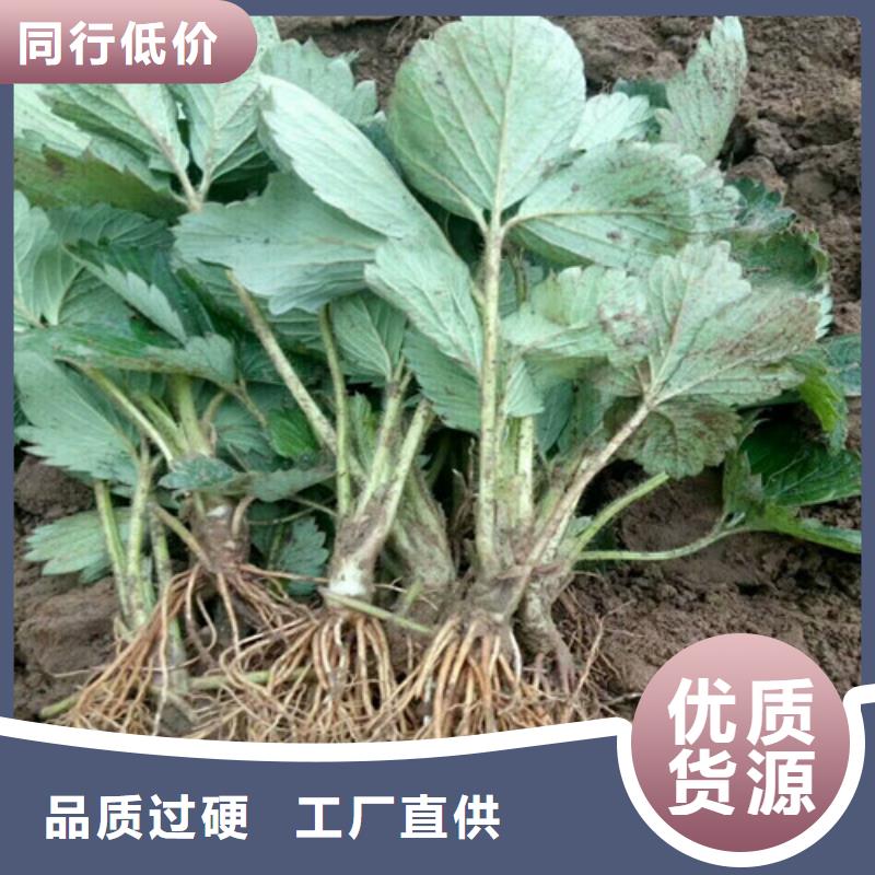 草莓苗 香椿树苗工艺层层把关