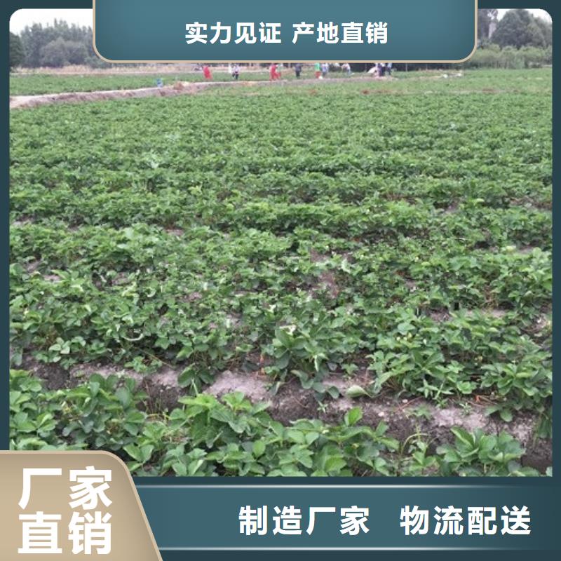 草莓苗梨树苗商家直供