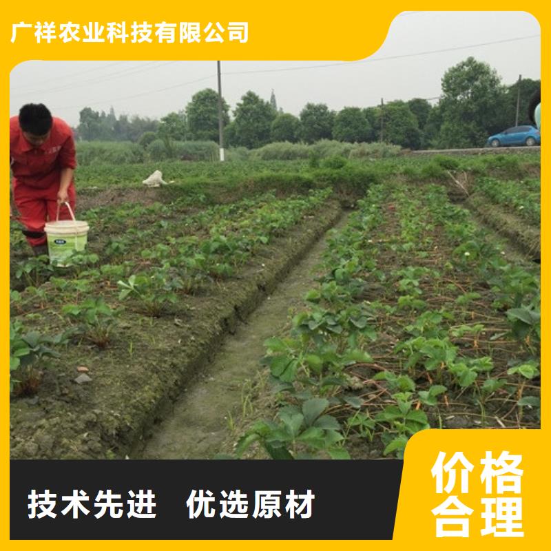 草莓苗大棚草莓苗严格把控每一处细节