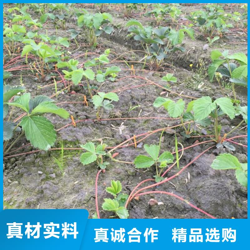 草莓苗冬桃树苗物流配货上门