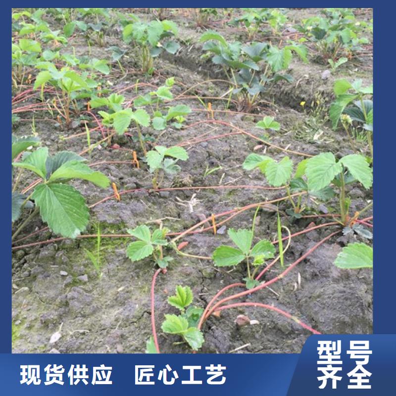 草莓苗-樱桃苗每个细节都严格把关