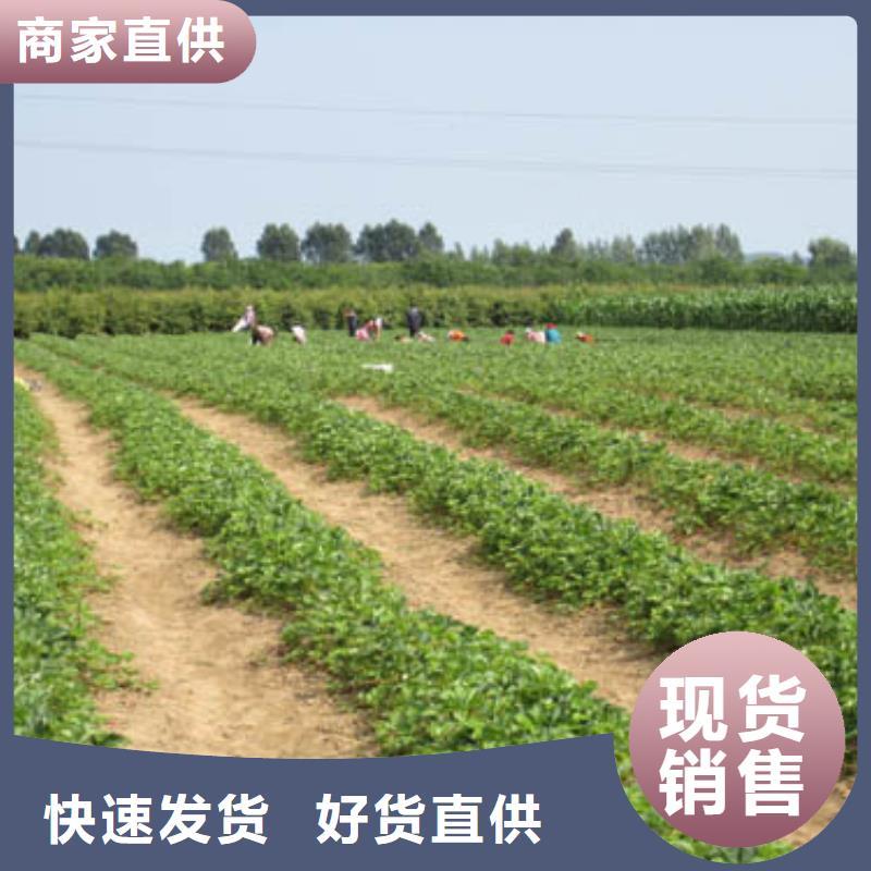 草莓苗 香椿树苗性能稳定