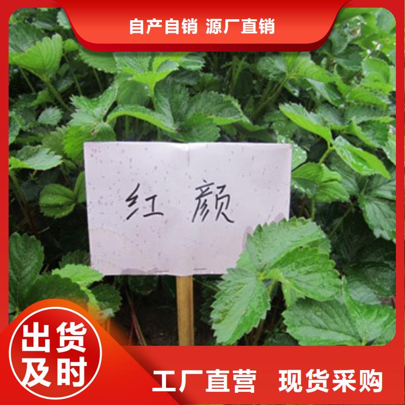 白桃树苗-视频-白桃树苗-湖南省张家界市【此地】品牌-慈利|桑植|怀化|岳阳|长沙|株洲|湘潭|郴州