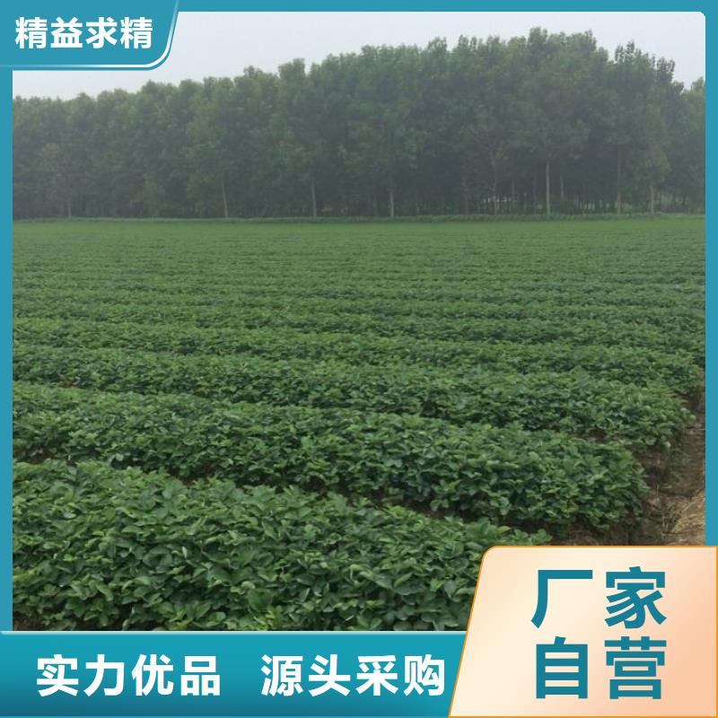 草莓苗冬桃树苗物流配货上门