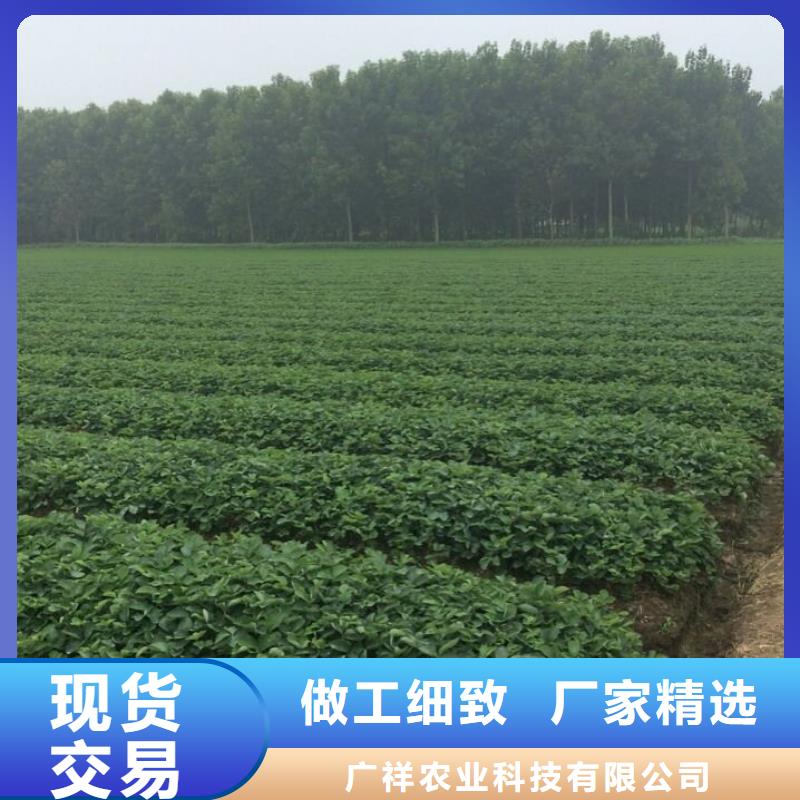 草莓苗阳光玫瑰葡萄树苗详细参数