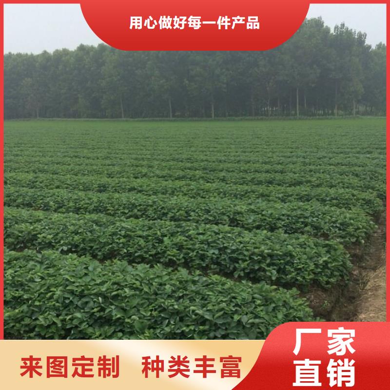 草莓苗葡萄苗用心细节