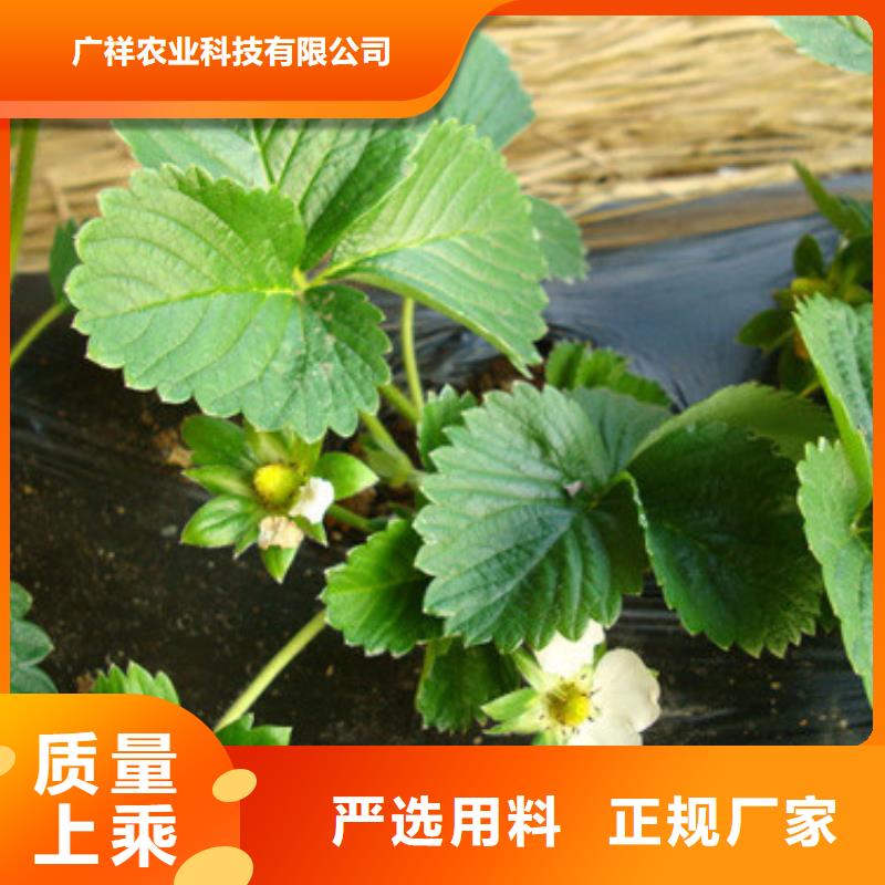 白桃树苗视频-张家界市白桃树苗-(同城)可服务区域慈利|桑植|邵阳|湘西|怀化|长沙|娄底