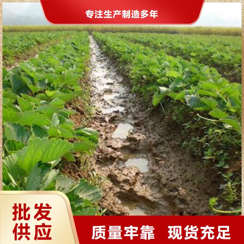 草莓苗阳光玫瑰葡萄树苗详细参数