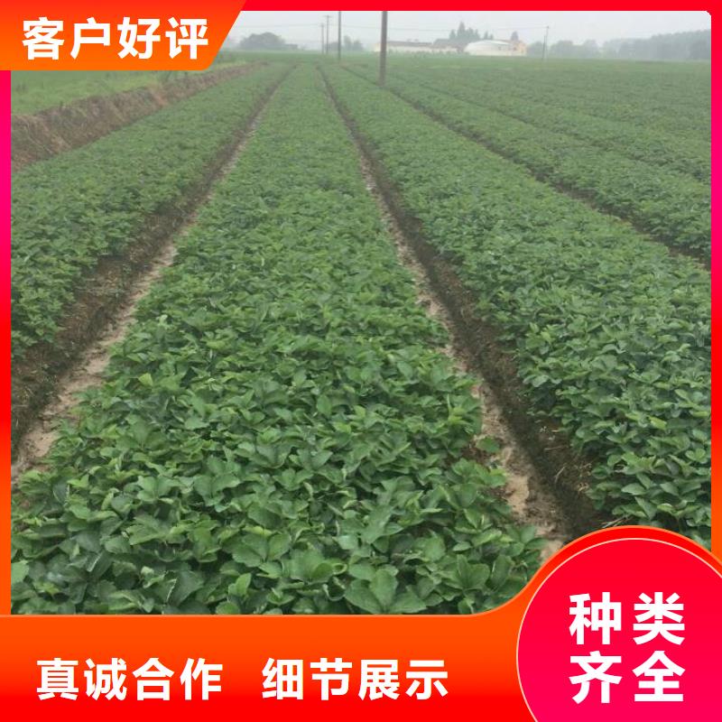 白桃树苗视频-张家界市白桃树苗-(同城)可服务区域慈利|桑植|邵阳|湘西|怀化|长沙|娄底