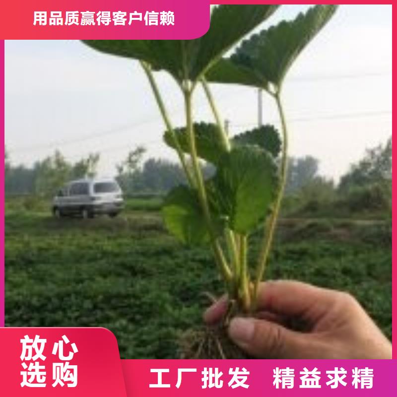 草莓苗阳光玫瑰葡萄树苗专业厂家