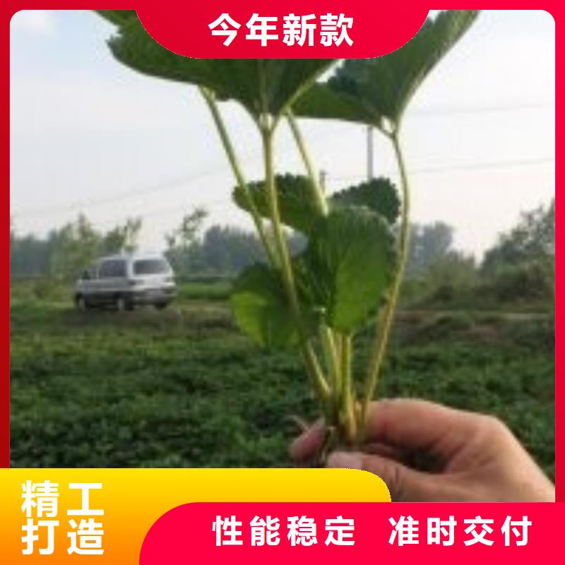 【草莓苗】大棚草莓苗信誉至上