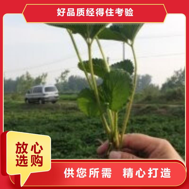 【草莓苗】 梨树苗实地大厂广祥白桃树苗