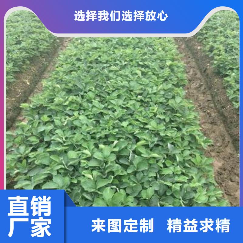 草莓苗,桃树苗基地精品选购