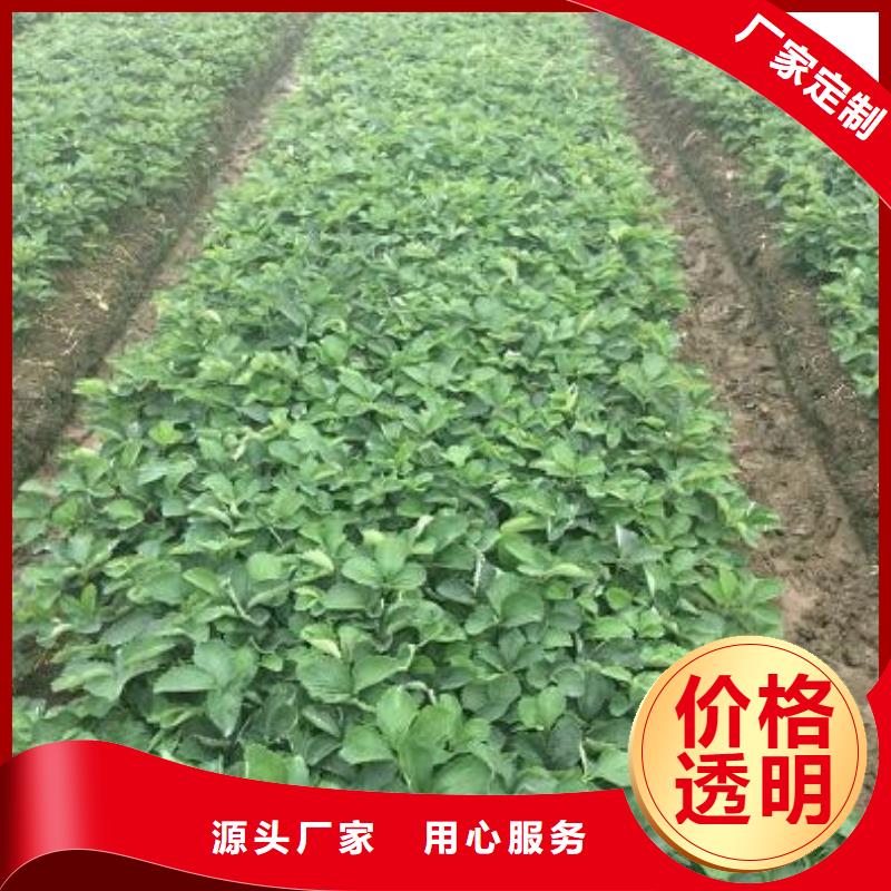 草莓苗胭脂脆桃树苗厂家质量过硬