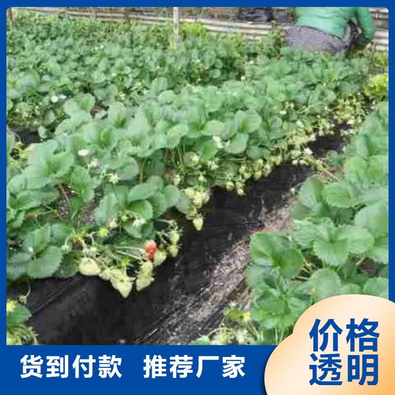 草莓苗_冬桃树苗厂家直接面向客户