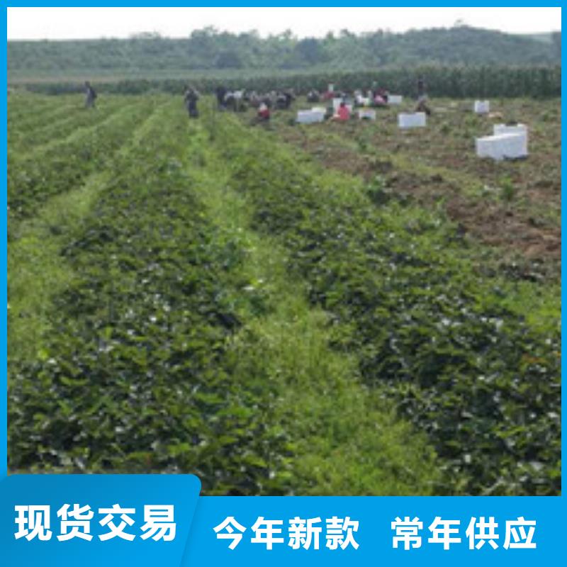 草莓苗_大棚草莓苗安装简单