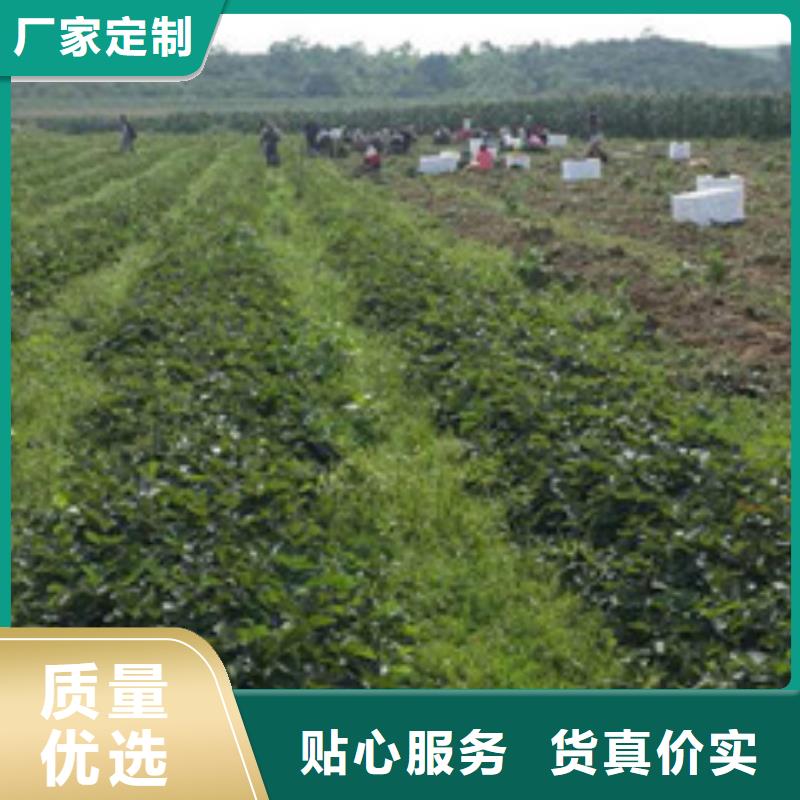 草莓苗,蓝宝石葡萄苗批发价格