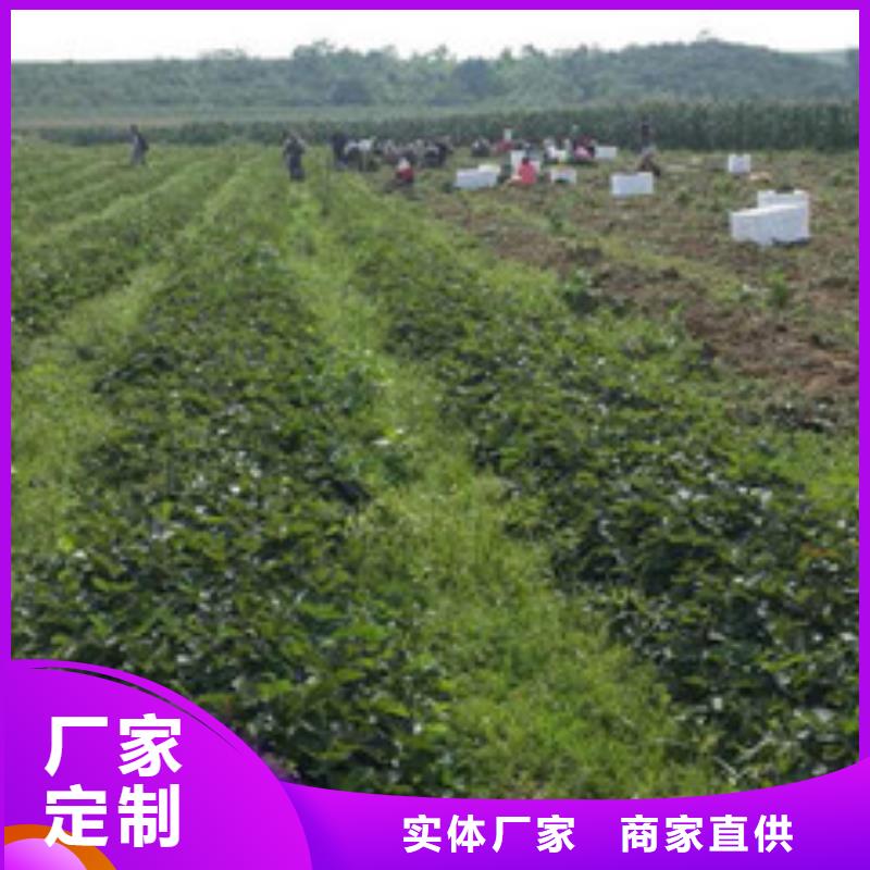 草莓苗大棚草莓苗每一处都是匠心制作