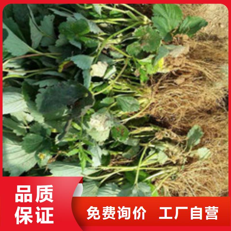 草莓苗黄宝石梨树苗生产厂家