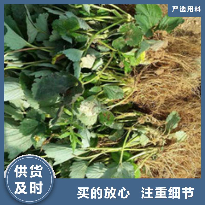 草莓苗果树苗精益求精