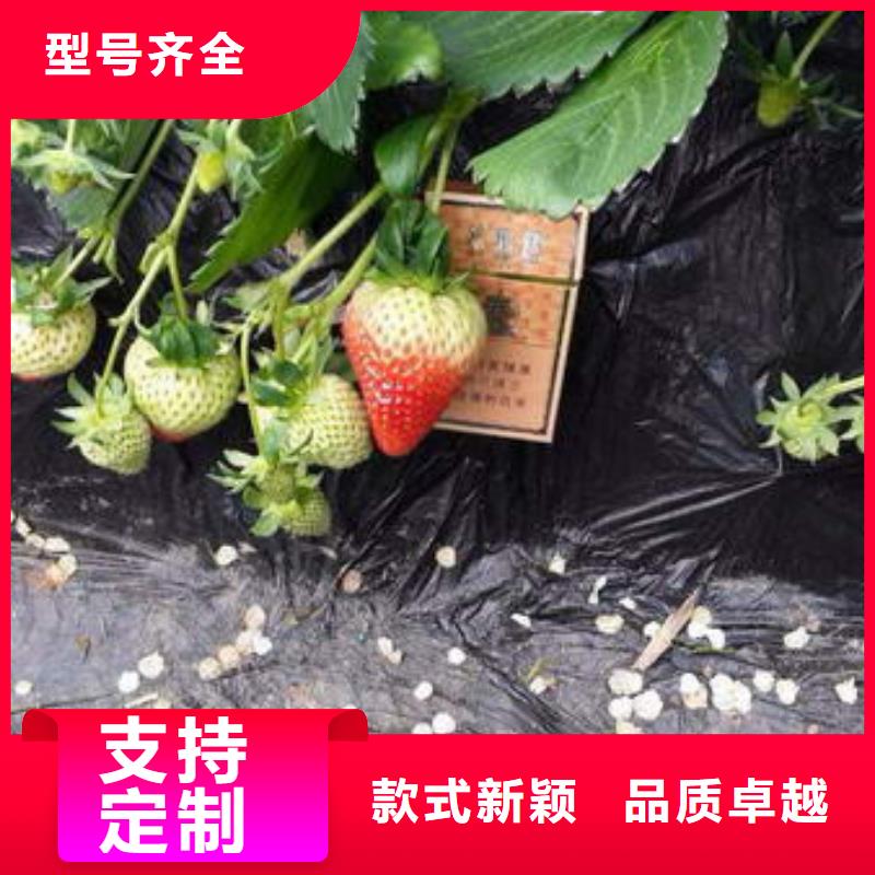草莓苗板栗苗源头厂商