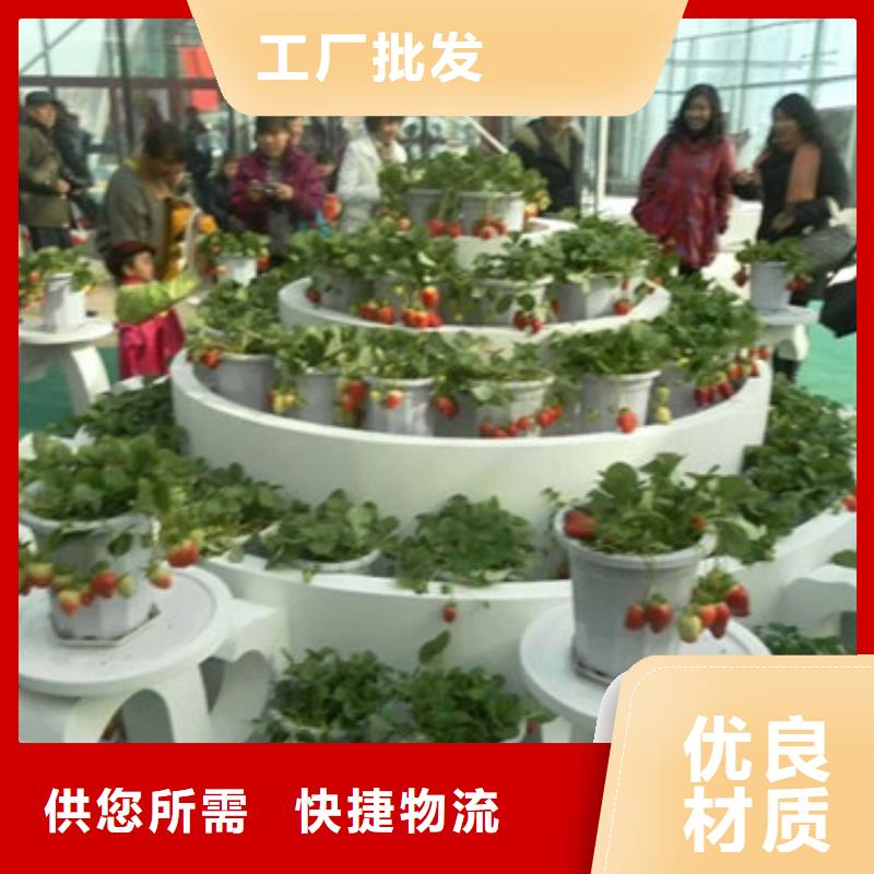草莓苗,梨树苗销售的是诚信