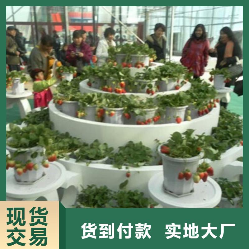 草莓苗梨树苗商家直供