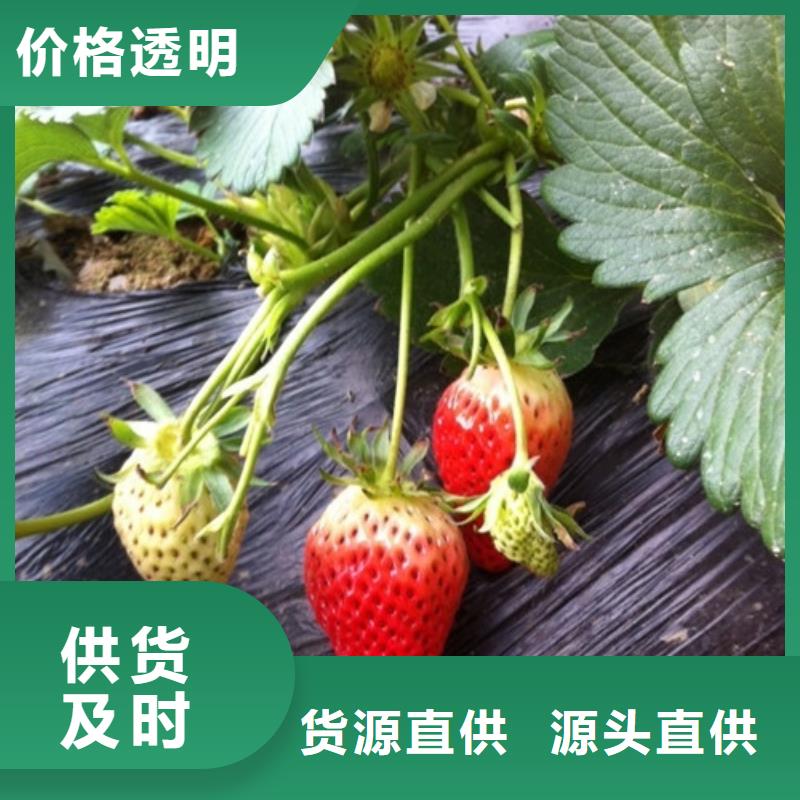草莓苗冬雪蜜桃树苗资质认证