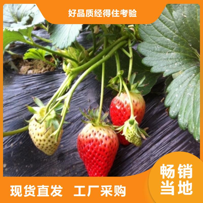 【草莓苗】红颜草莓实力雄厚品质保障