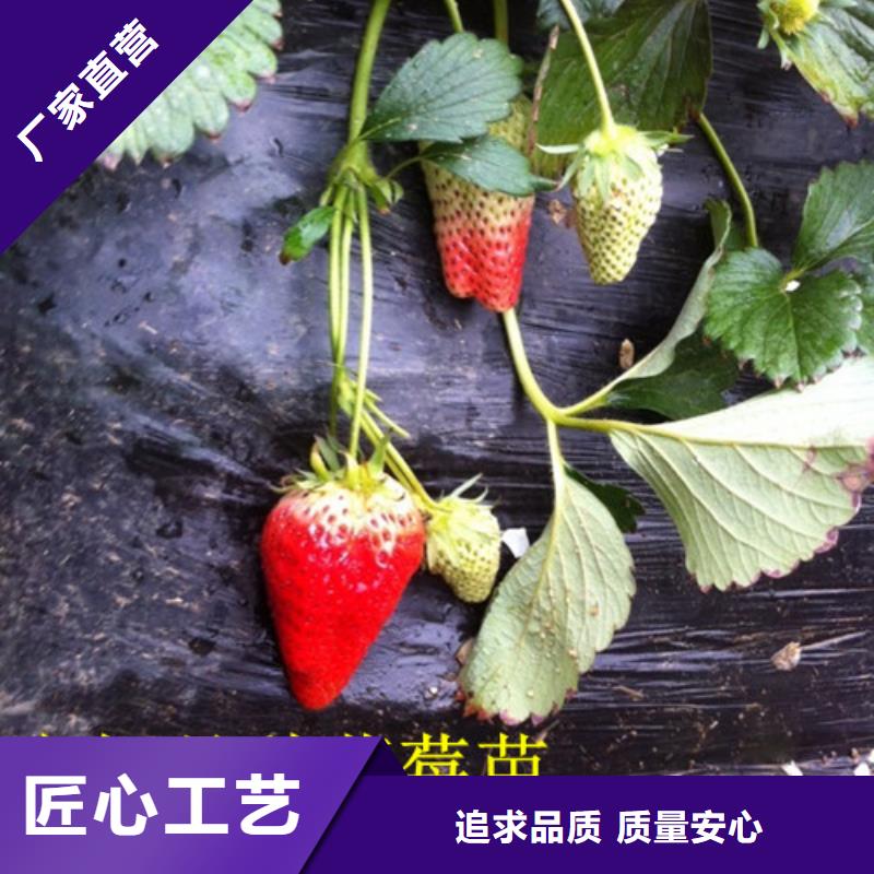 草莓苗_苹果苗产品细节