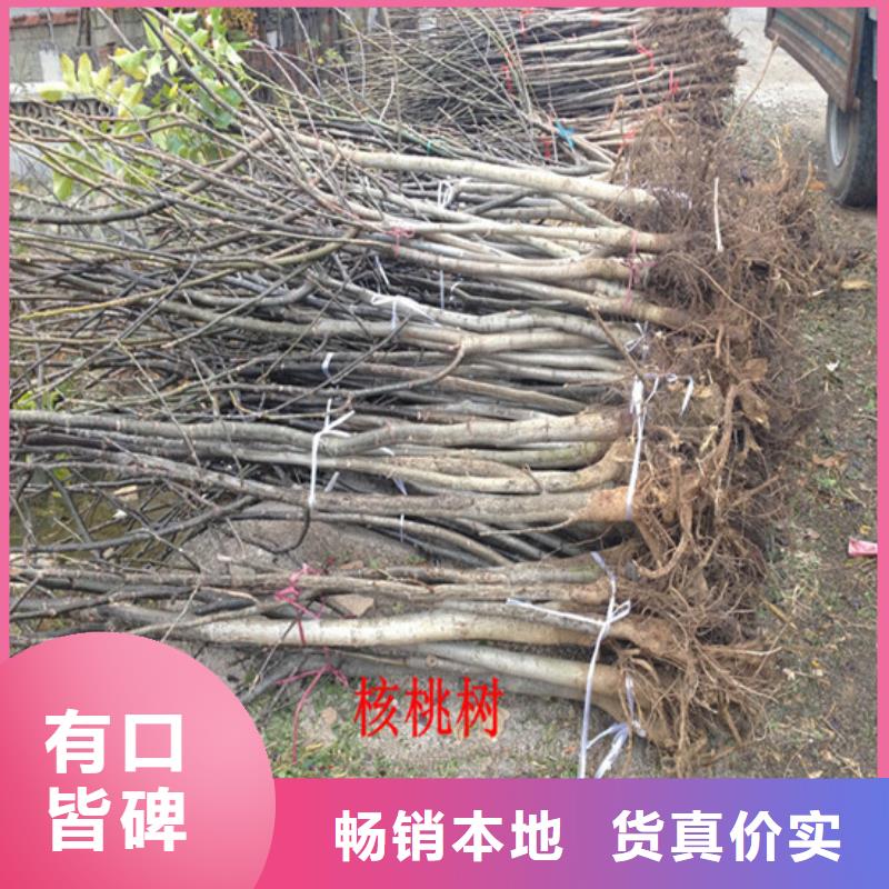 核桃苗_大棚草莓苗随到随提
