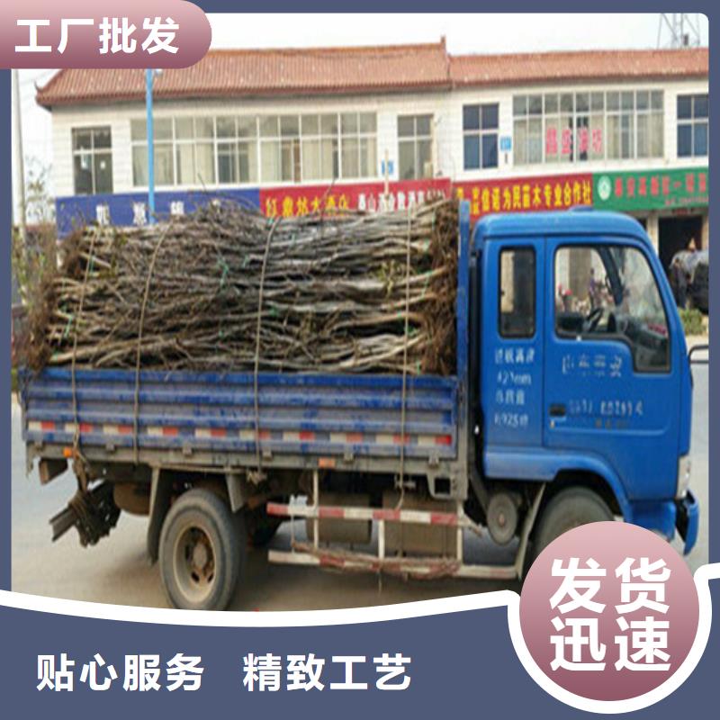 核桃苗,香梨树苗每一处都是匠心制作