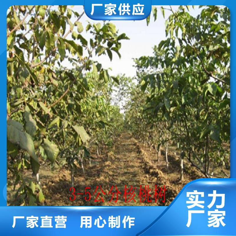 核桃苗桃树苗基地优选货源