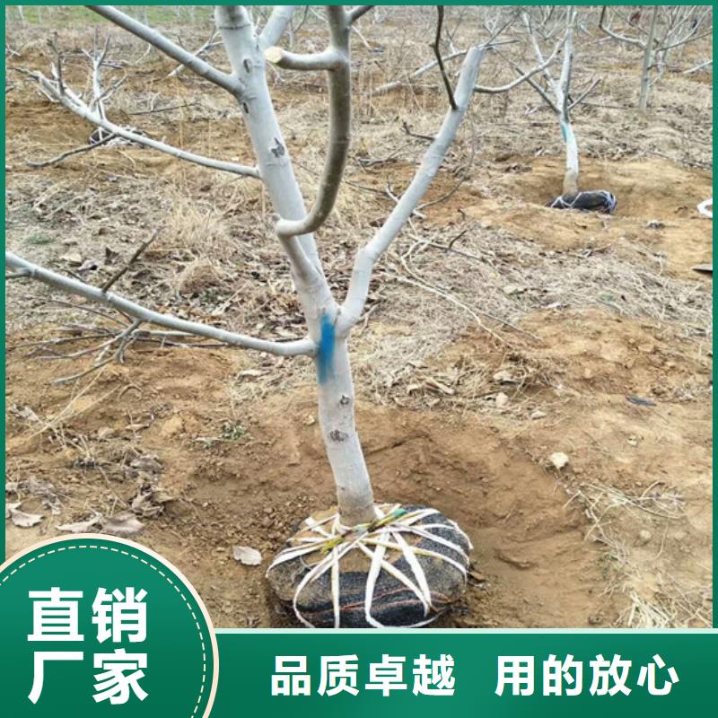 【核桃苗】草莓苗价格采购无忧