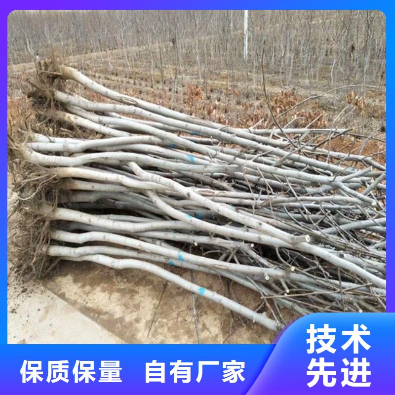 核桃苗蓝莓苗大厂家实力看得见