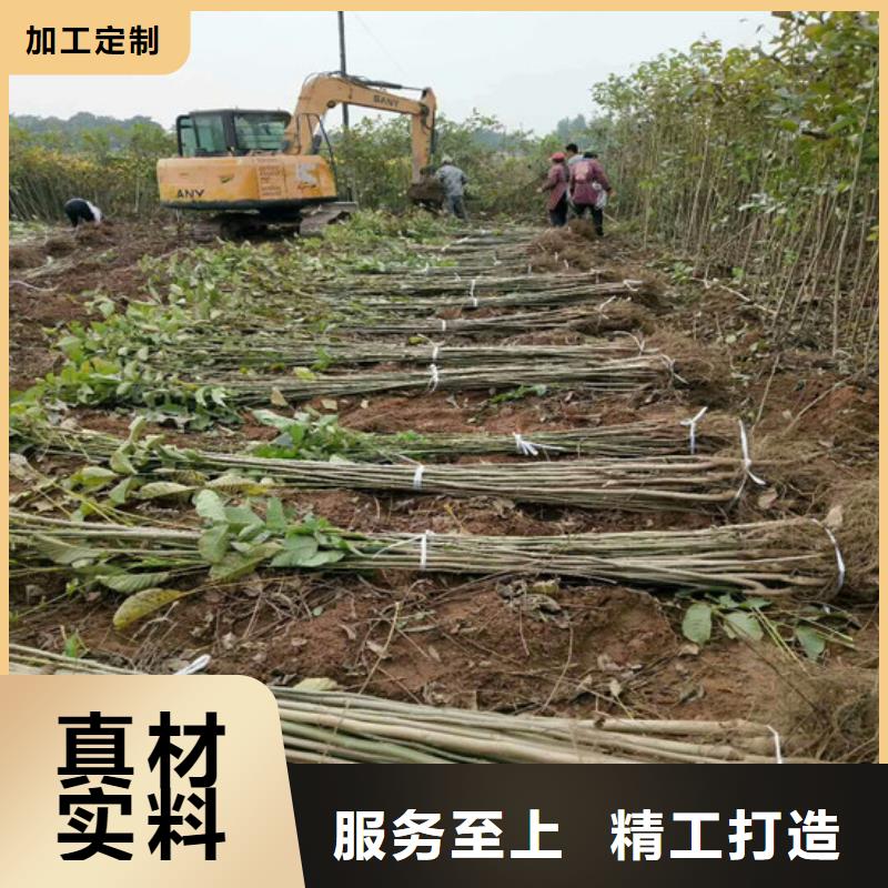 核桃苗梨树苗基地多年实力厂家