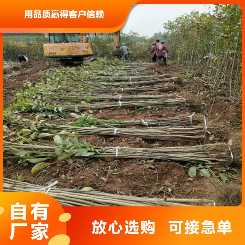 核桃苗,香梨树苗每一处都是匠心制作