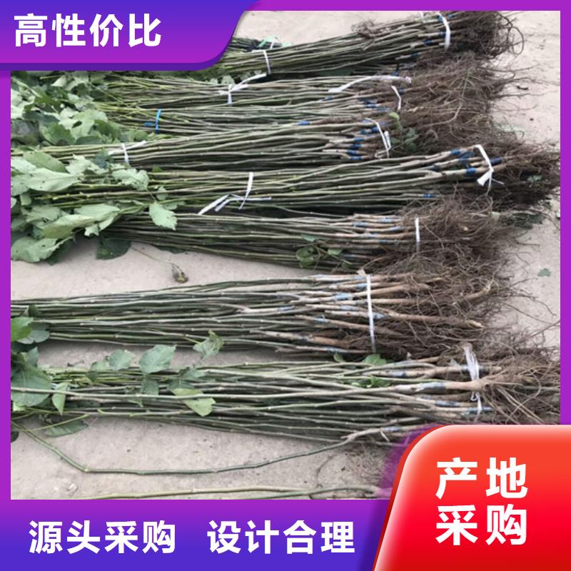 核桃苗_大棚草莓苗好品质经得住考验