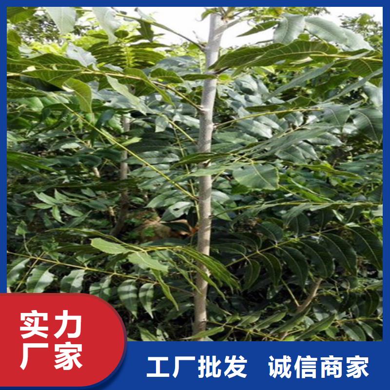 核桃苗蓝莓苗大厂家实力看得见