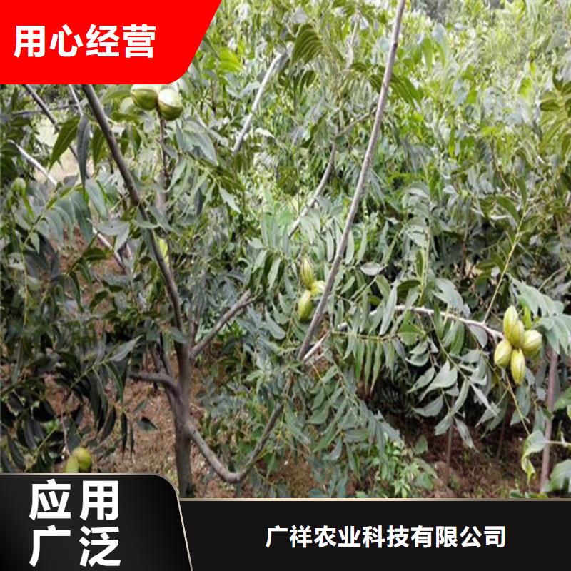 核桃苗蓝宝石葡萄苗应用范围广泛