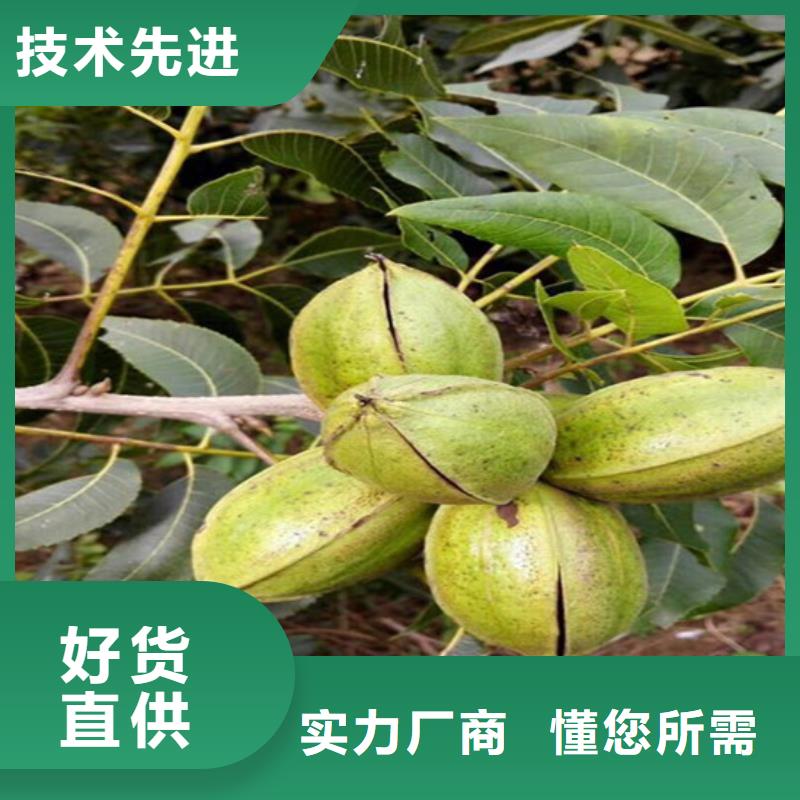 核桃苗蜂糖李子树苗颜色尺寸款式定制