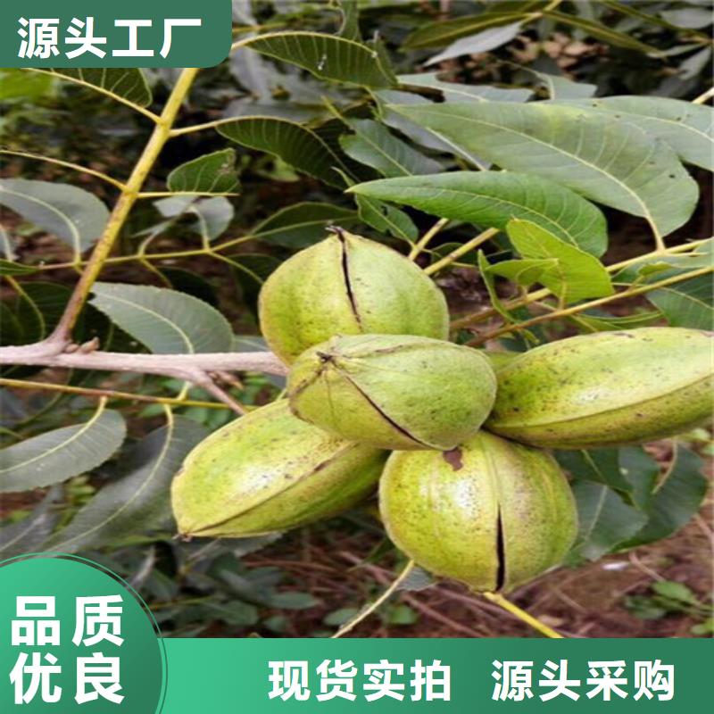 核桃苗,香梨树苗每一处都是匠心制作